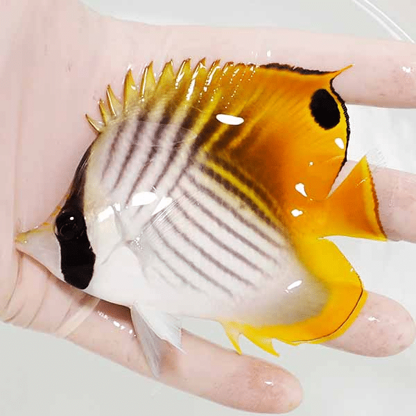 【現物】トゲチョウ 10.5cm±海水魚 チョウチョウウオ 15時までのご注文で当日発送(t114(t207