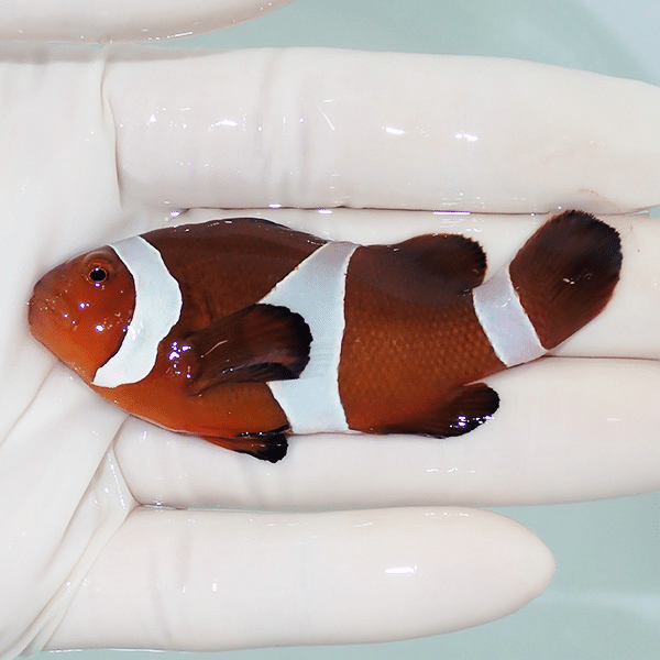 【現物2】カクレクマノミbig 7.3cm±