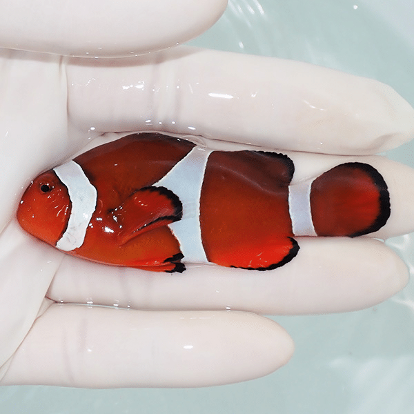 【現物3】カクレクマノミbig 7.5cm±