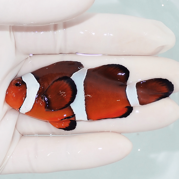 【現物4】カクレクマノミbig 7.3cm