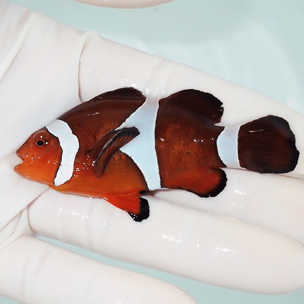 【現物5】カクレクマノミbig 7.3cm