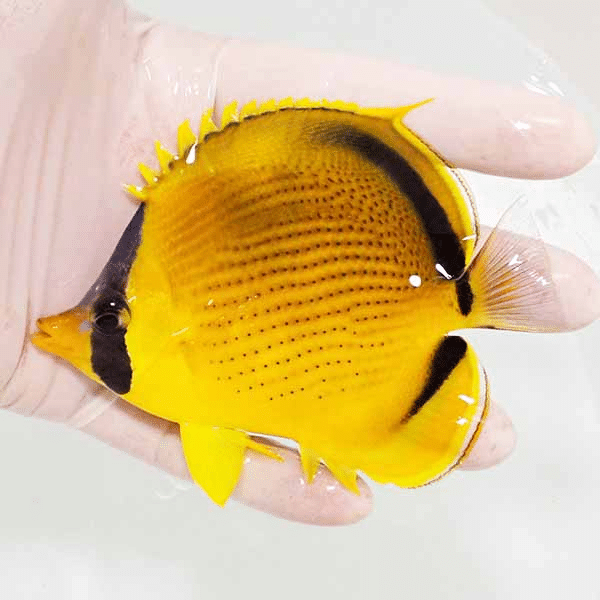 【現物】レモンチョウ 11cm±