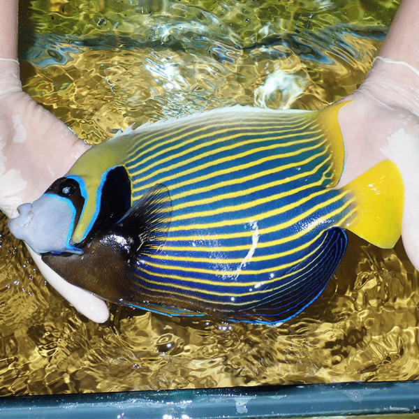 【特大】タテジマキンチャクダイ 28cm±