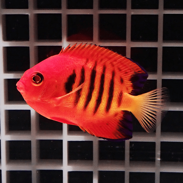 【クリスマス産】フレームエンゼル 6-8cm±