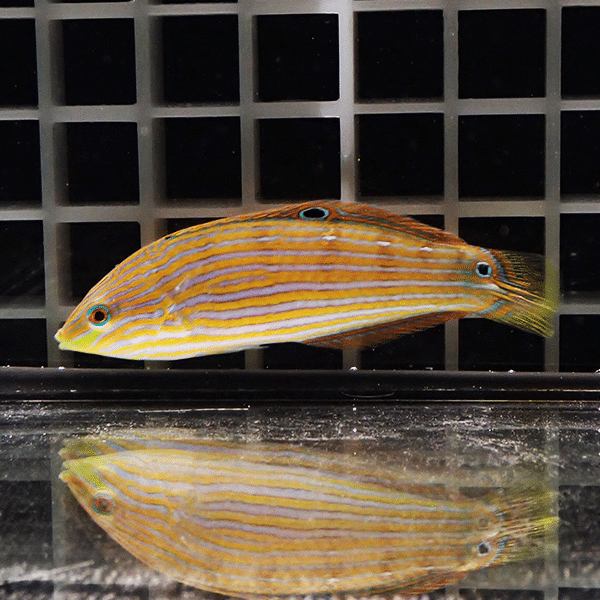 カザリキュウセン 幼魚 5-7cm±
