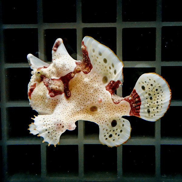 【現物1】クマドリカエルアンコウ 5.5cm