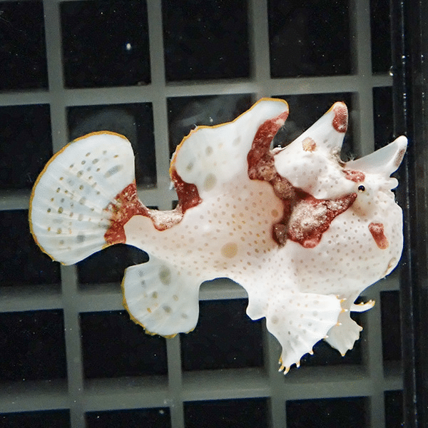 【現物2】クマドリカエルアンコウ 5cm