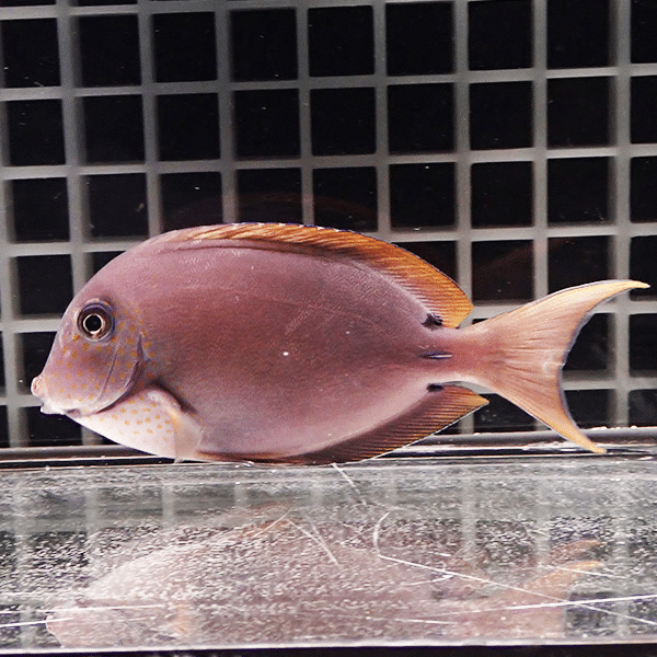 ナガニザ スレ有り 9-11cm