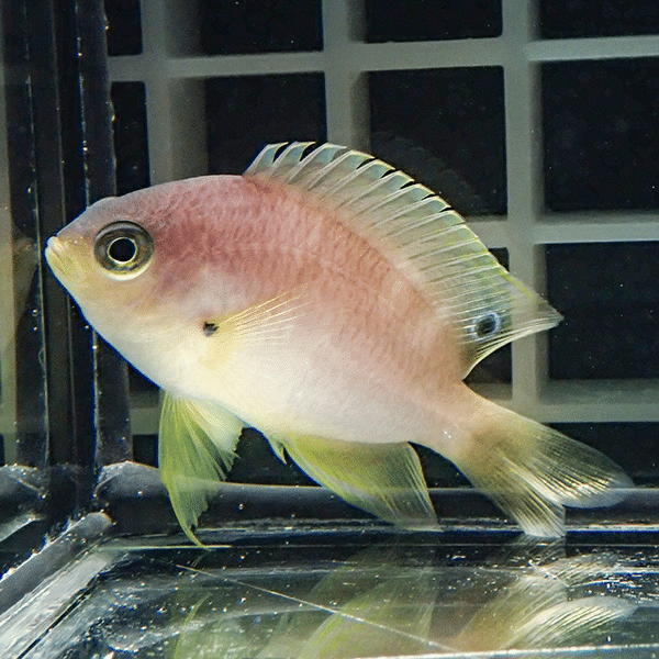 ニセネッタイスズメダイ 3-4cm