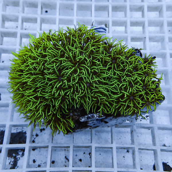 【サンゴ現物25】スターポリプ