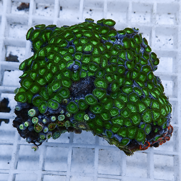 【サンゴ現物9】マメスナギンチャク