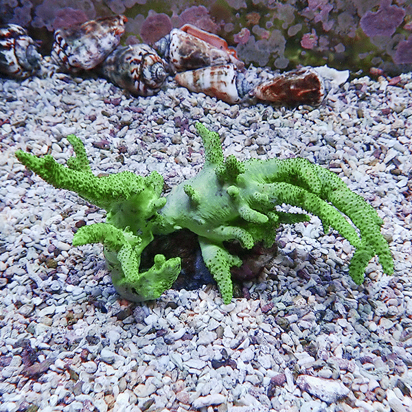 【サンゴ現物10】トサカ.sp 12-10cm 沖縄産