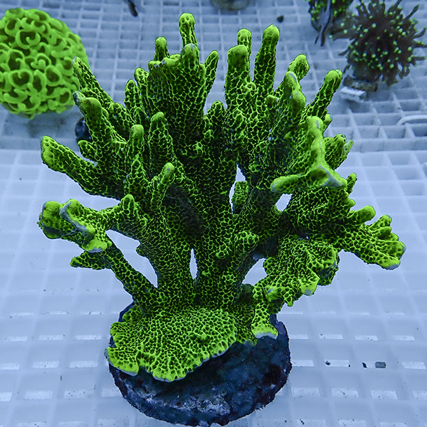 【サンゴ現物10】エダコモンサンゴ ブリード