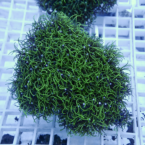 【サンゴ現物10】スターポリプ