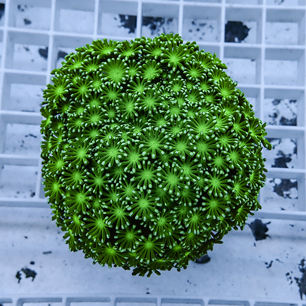 【サンゴ現物10】アワサンゴ