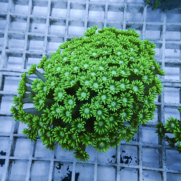 【サンゴ現物10】ハナガササンゴ