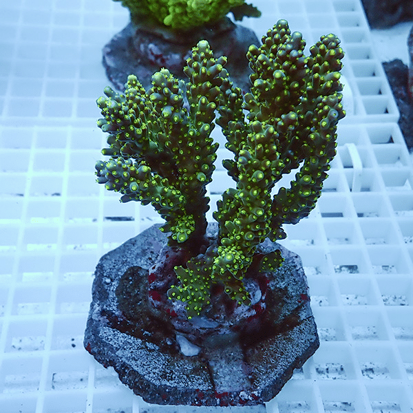 【サンゴ現物10】ブリードミドリイシ