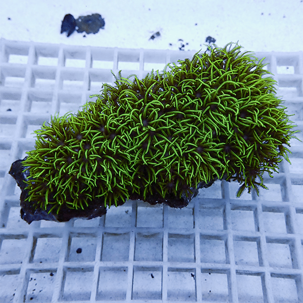 【サンゴ現物26】スターポリプ