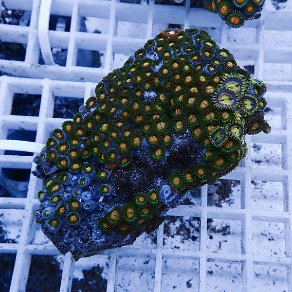 【サンゴ現物10】マメスナギンチャク