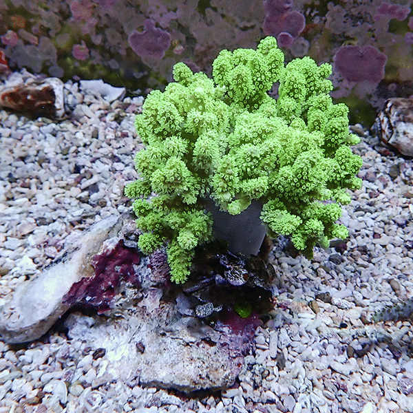 【サンゴ現物11】トサカ.sp 8-12cm沖縄産