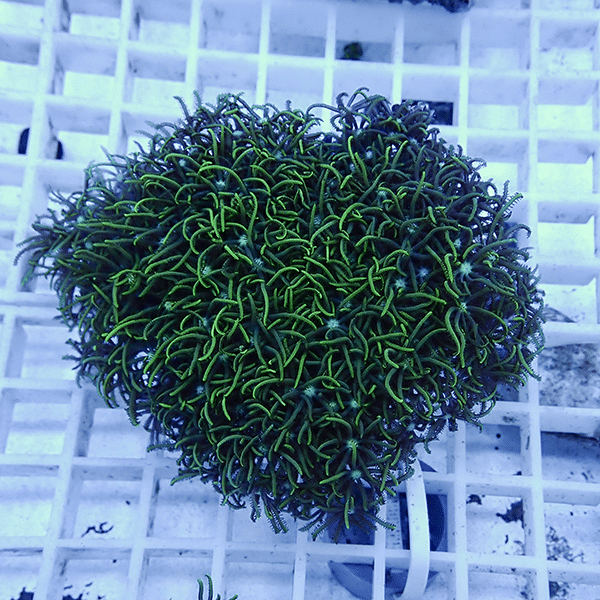 【サンゴ現物11】スターポリプ