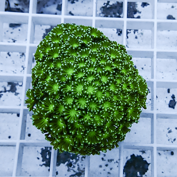 【サンゴ現物11】アワサンゴ