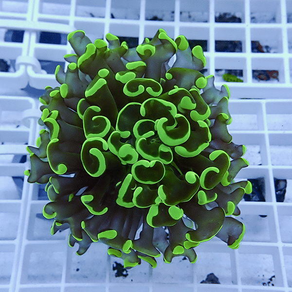 【サンゴ現物11】ナガレハナサンゴ