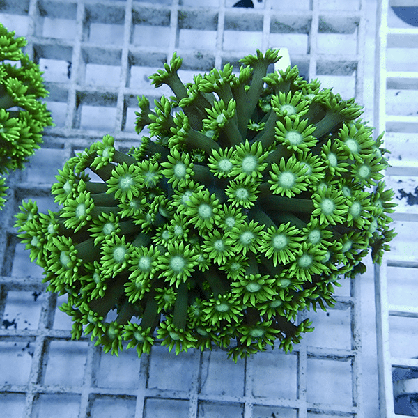 【サンゴ現物11】ハナガササンゴ