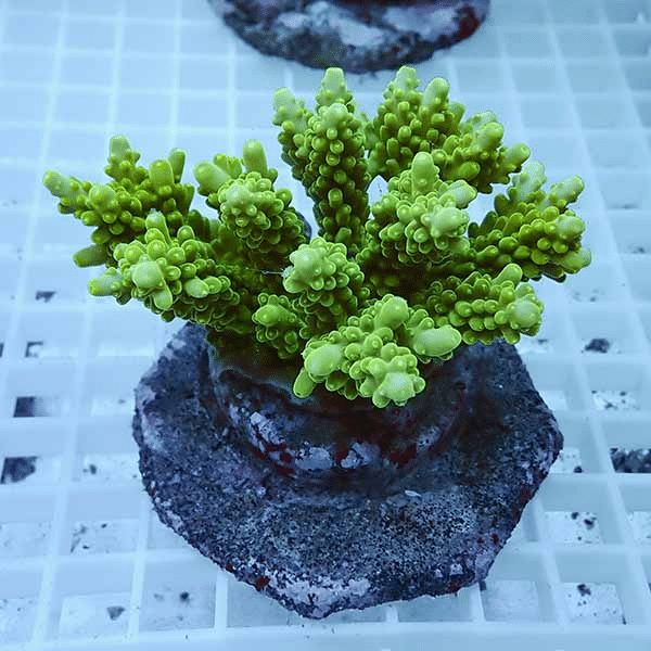 【サンゴ現物11】ブリードミドリイシ