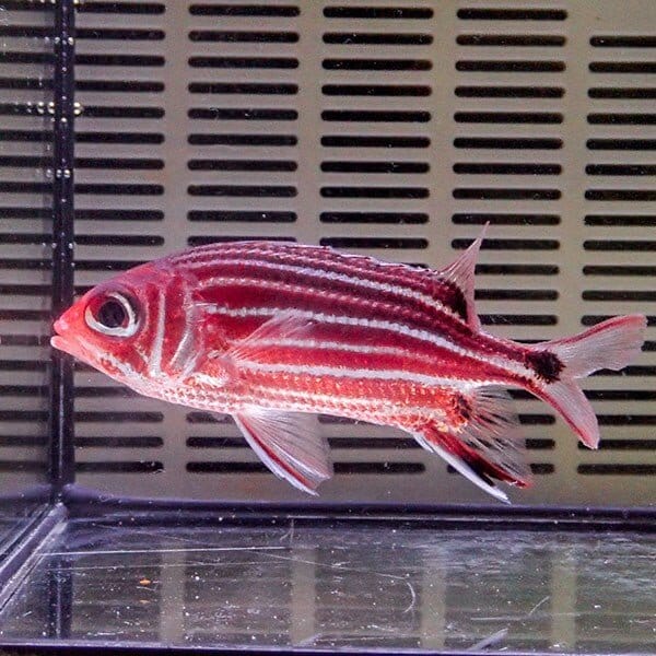 イットウダイ 10-12cm±