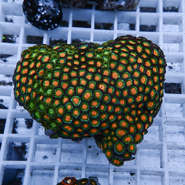 【サンゴ現物11】マメスナギンチャク