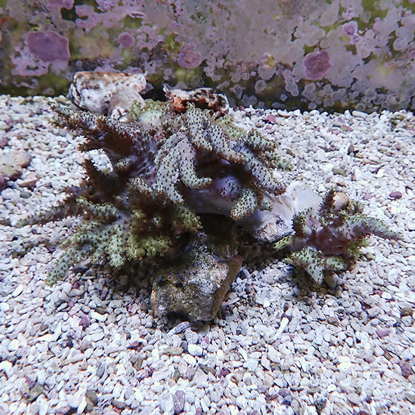 【サンゴ現物12】トサカ.sp 15-12cm沖縄産