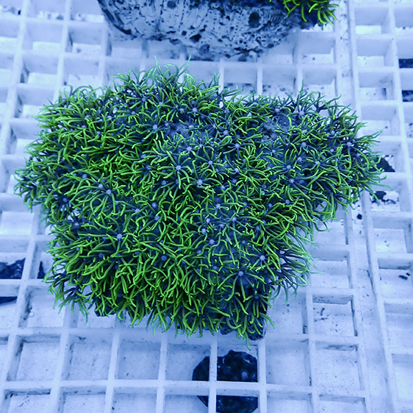 【サンゴ現物12】スターポリプ