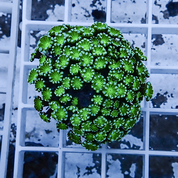 【サンゴ現物12】アワサンゴ