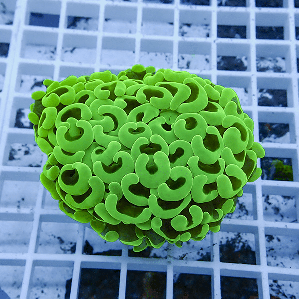 【サンゴ現物12】ナガレハナサンゴ