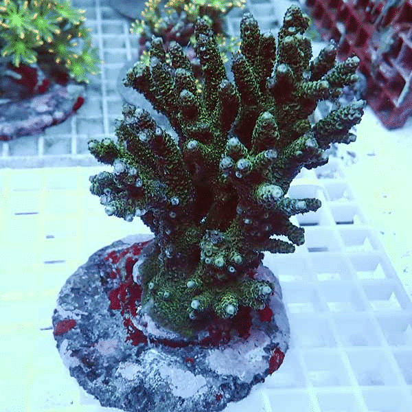 【サンゴ現物12】ブリードミドリイシ