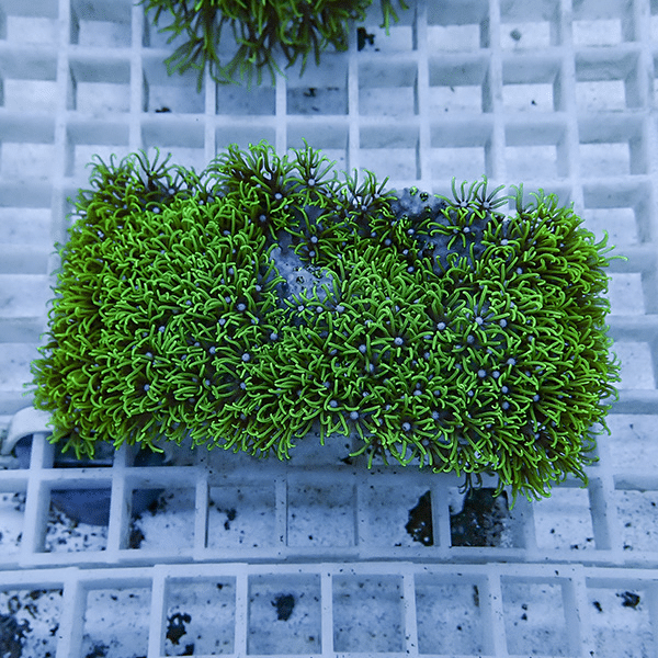 【サンゴ現物28】スターポリプ