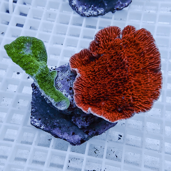 【サンゴ現物13】ウスコモンサンゴブリード