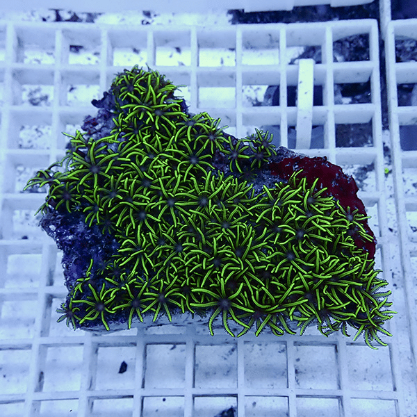 【サンゴ現物13】スターポリプ