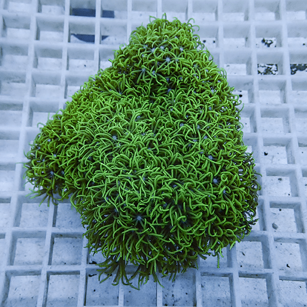 【サンゴ現物29】スターポリプ