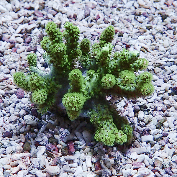 【サンゴ現物14】トサカ.sp 7-6cm沖縄産