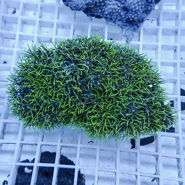 【サンゴ現物14】スターポリプ