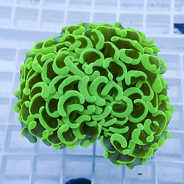 【サンゴ現物14】ナガレハナサンゴ