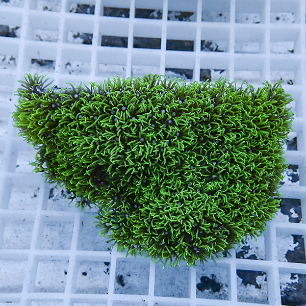 【サンゴ現物30】スターポリプ