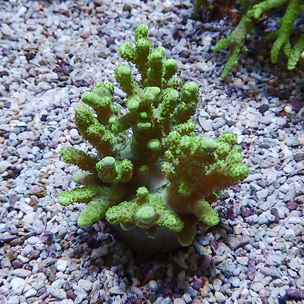 【サンゴ現物15】トサカ.sp 7-7cm沖縄産