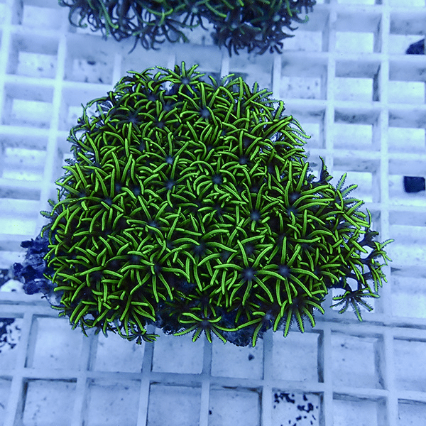 【サンゴ現物15】スターポリプ