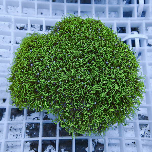 【サンゴ現物31】スターポリプ