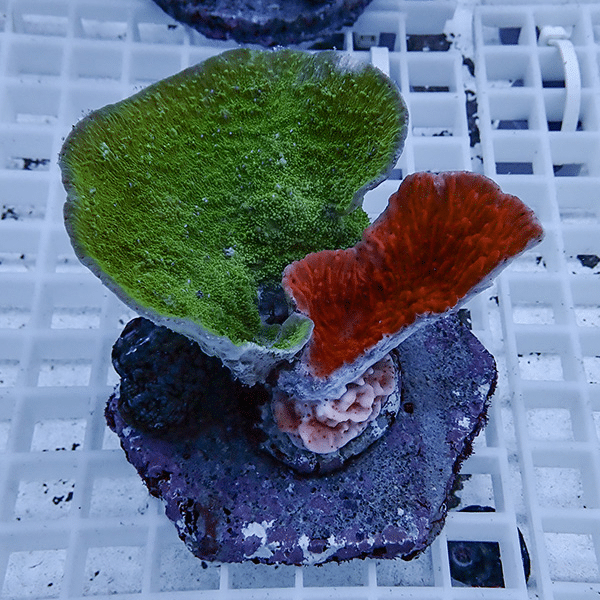 【サンゴ現物16】ウスコモンサンゴブリード