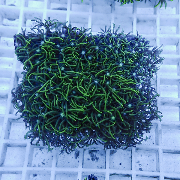 【サンゴ現物16】スターポリプ