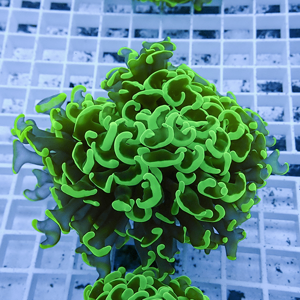 【サンゴ現物16】ナガレハナサンゴ